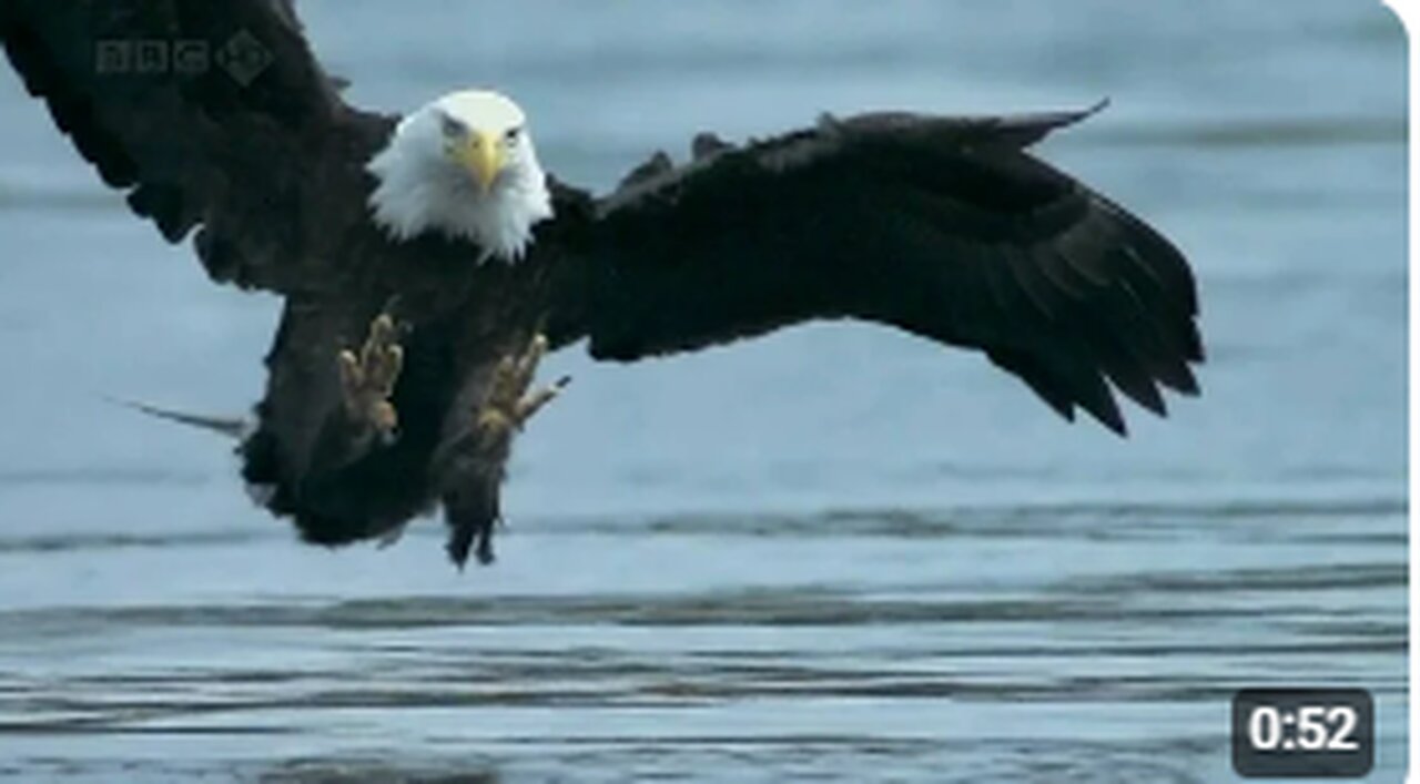 Bald Headed Eagle catches salmon