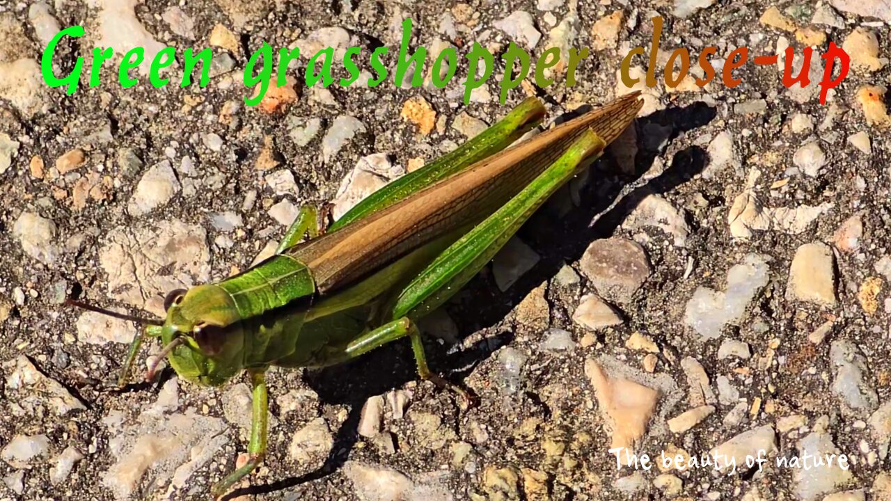 Green grasshopper close-up / very beautiful insect in nature / two small videos.