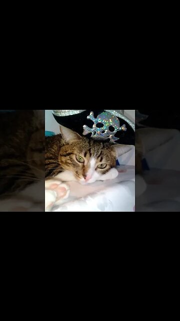 A Nose Boop for a Pirate Cat #shorts