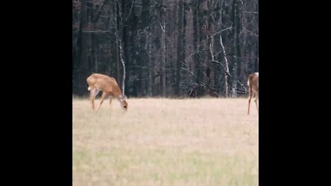 Deer in the Field