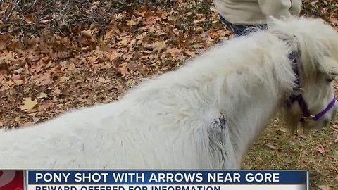 Pony Shot With Arrow Near Gore