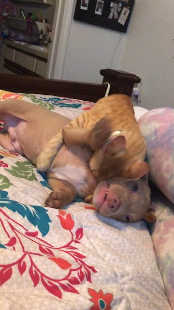 Puppy and Kitty playing