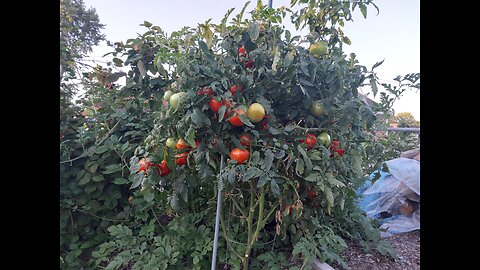 4th Hossinator Tomato Harvest 8/14/24