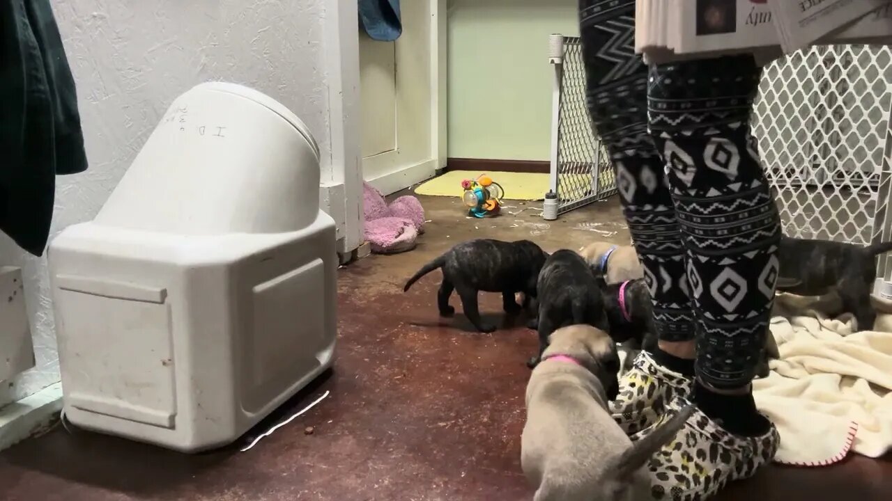 Evening puppy time. LonelyCreek. Rose litter
