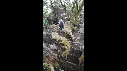 sutro bath above the old clff house location is massive brick embankment melted or covered with?