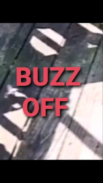 BUZZ OFF