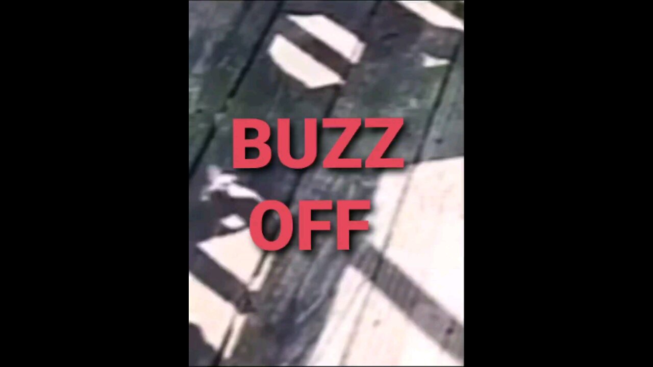 BUZZ OFF