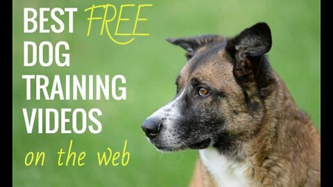 🐕 Basic Dog Training – TOP 10 Essential Commands Every Dog Should Know!