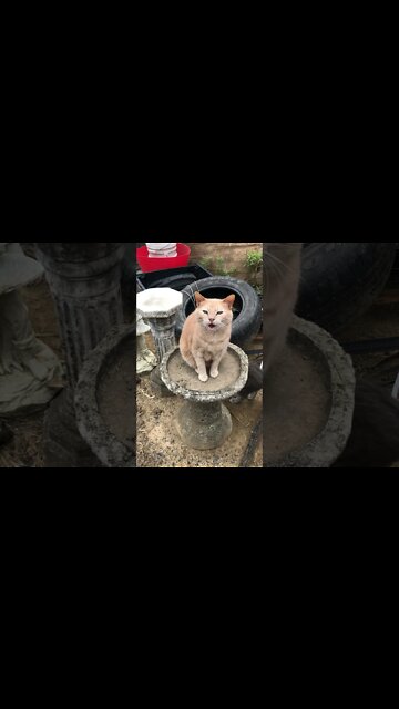Cute Ginger Cat Sitting in a Bird Bath