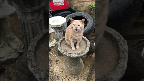 Cute Ginger Cat Sitting in a Bird Bath