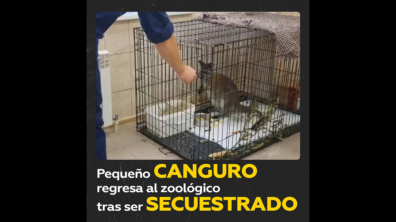 Canguro regresa a casa tras ser robado de un zoo en Rusia