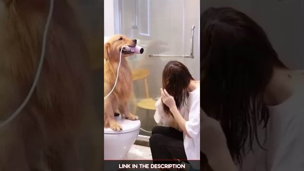 Funny Dogs Videos Compilation | Adorable Dog 😍