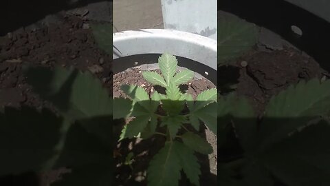 good to grow marijuana