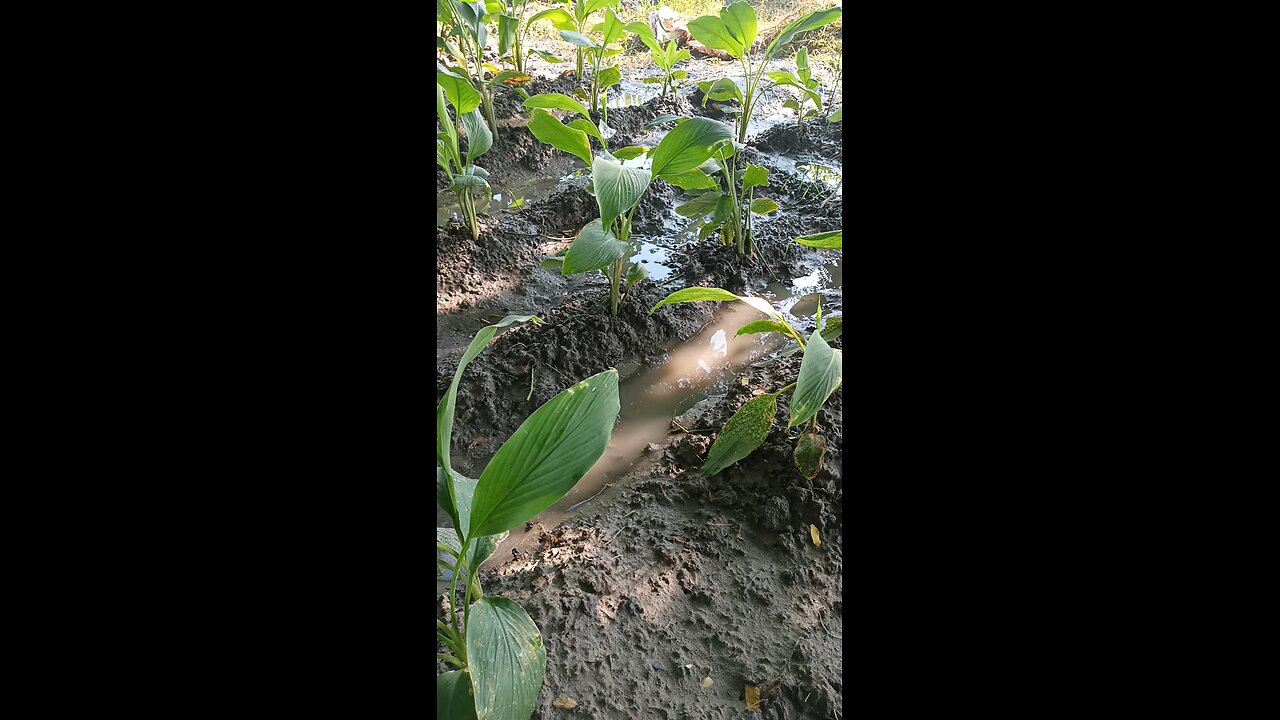 haldi ☘️ plants