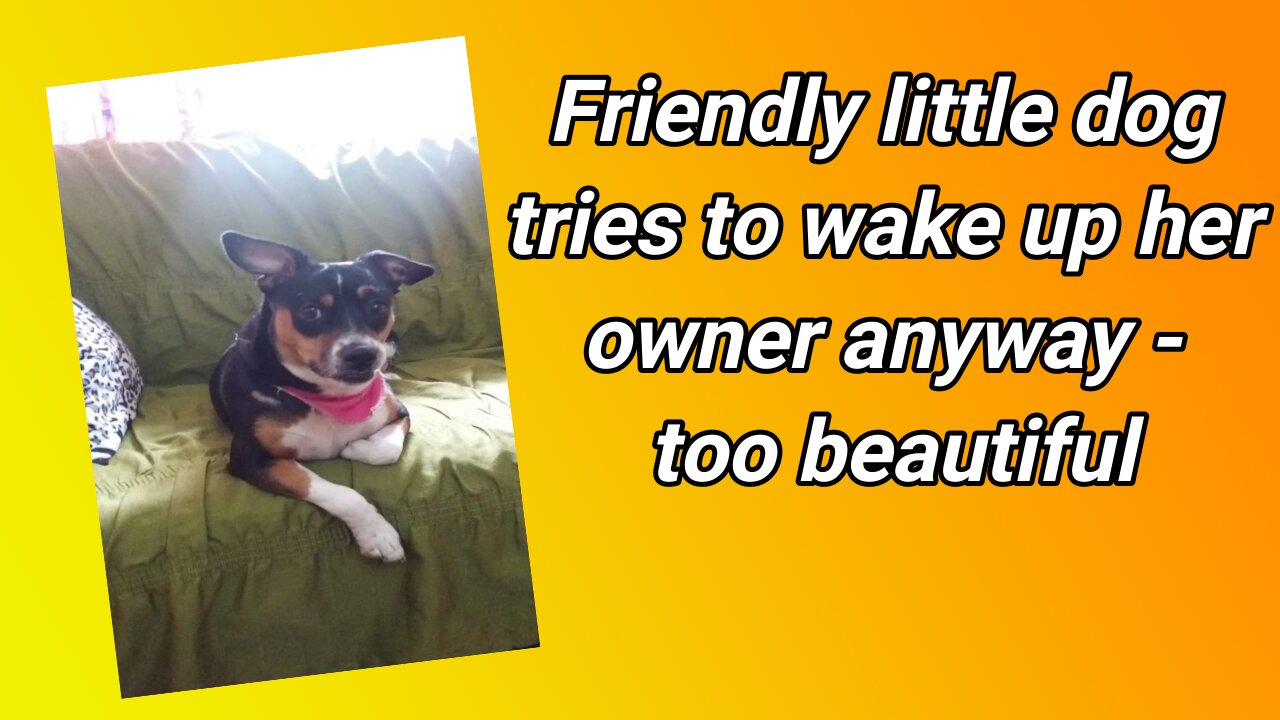 Friendly little dog tries to wake up her owner anyway - too beautiful