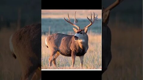 Deer Season. Who’s ready?