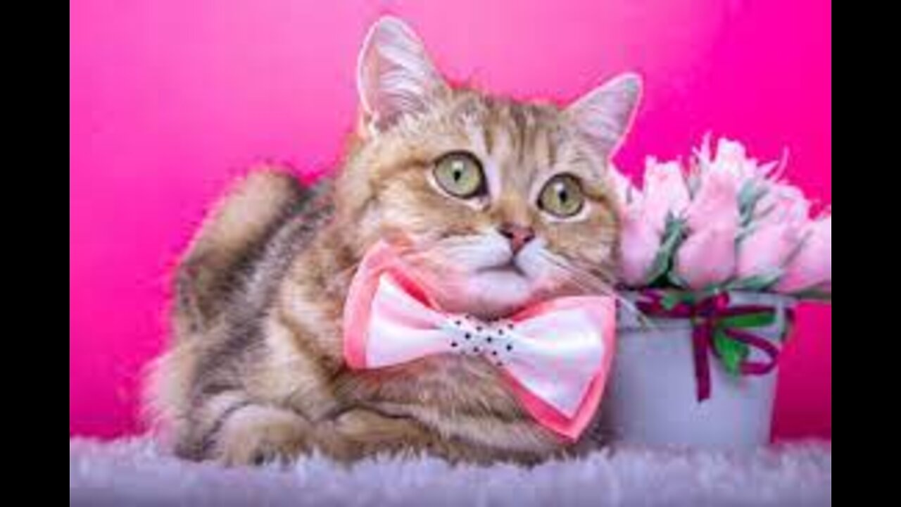 Cat funny video || Cat love video ||