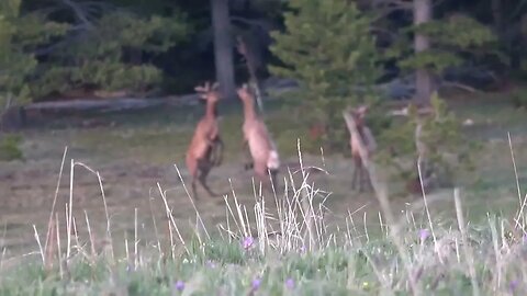 Young bull elk SLAP each other? Check it out!!