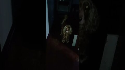 golden dog