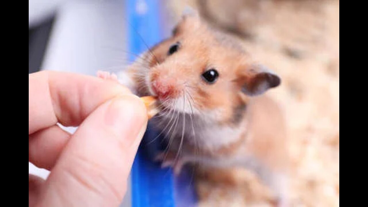 Cute hamster