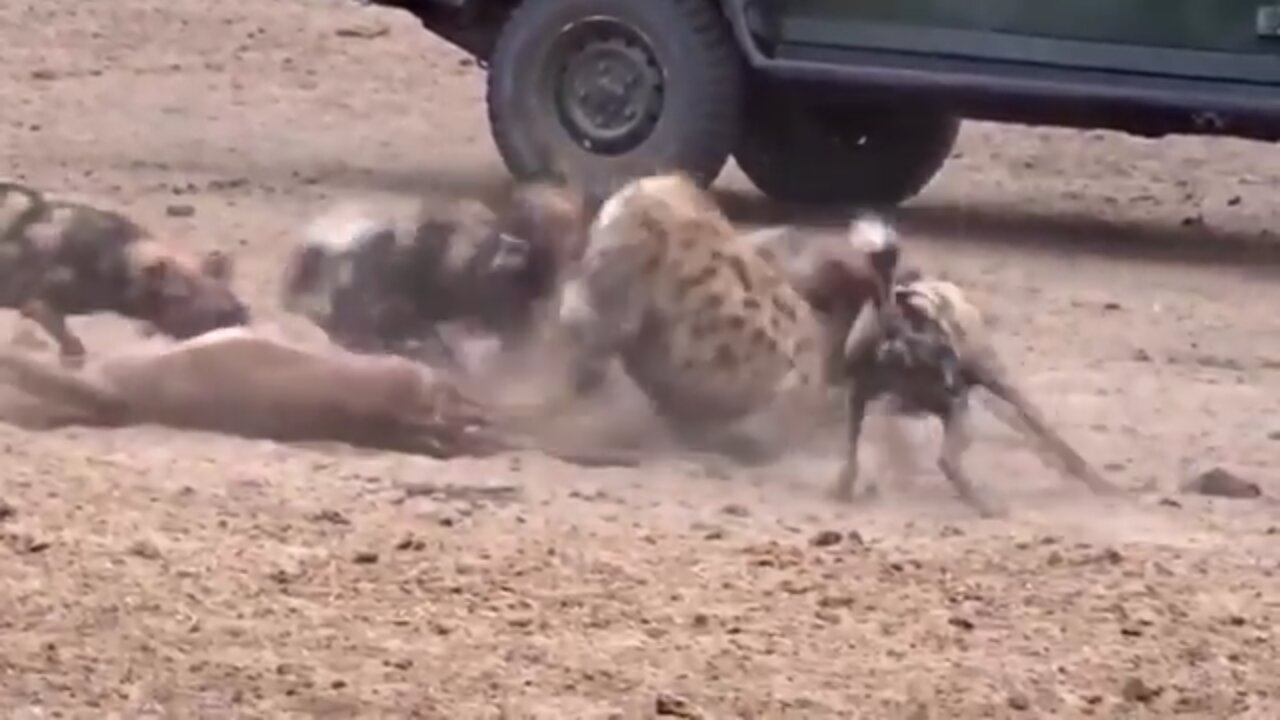 Dogs vs lions || Best wild attacks epic battle of wild dogs vs animals lion, buffalo, warthog, deer