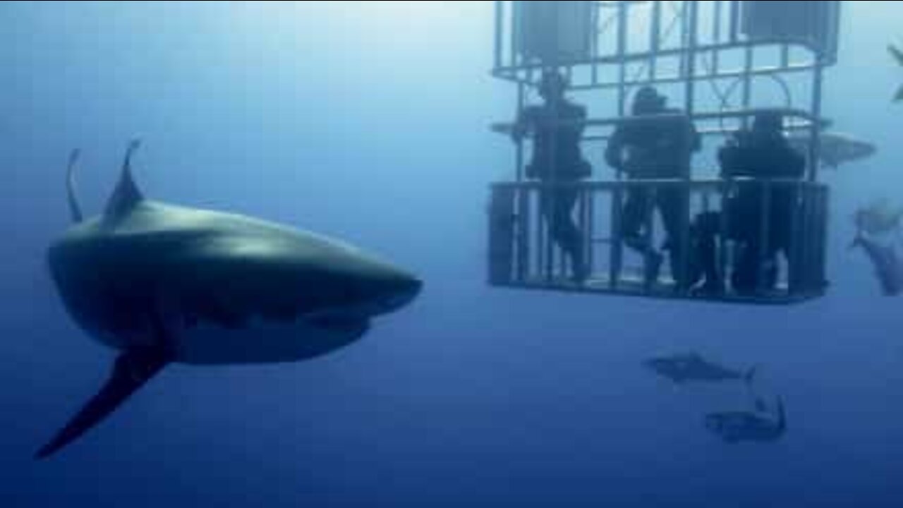 Le requin, le plus grand prédateur des mers