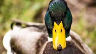 Patos filmados a correr (estranhamente) em círculos