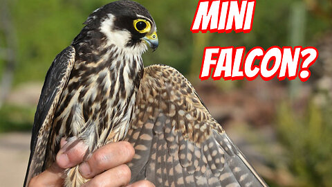 How Fast IS The Eurasian hobby?