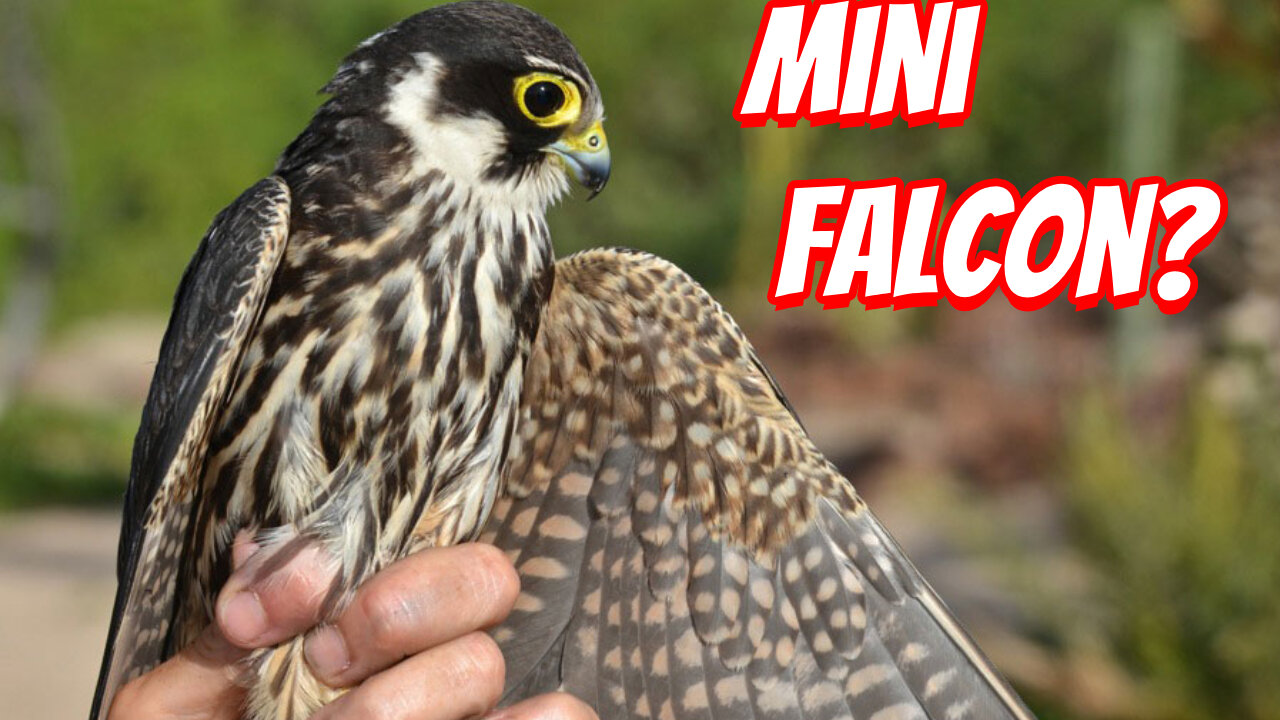 How Fast IS The Eurasian hobby?