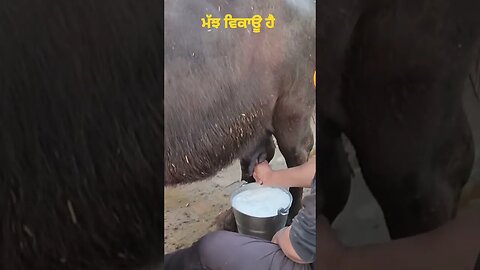 ਮੱਝਾਂ ਗਾਵਾਂ ਖਰੀਦਣ ਵੇਚਣ ਲਈ ਸੰਪਕਰ ਕਰੋ #buffalo #shorts