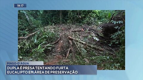 Pingo-D'água: Dupla é Presa Tentando Furtar Eucalipto em Área de Preservação.