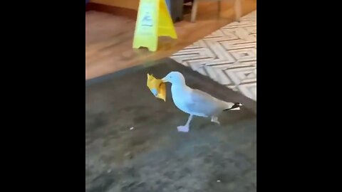 Gangsta Bird Stealing Chips🥶