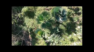 Palm Collection of Leonel Mera, Dominican Republic