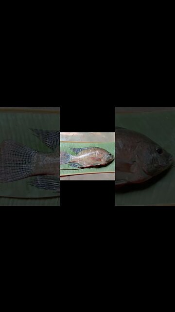 😍🐟@BENGALCOOKING #shorts #bengalcooking #viral #viralshorts #trending #trendingshorts #fish #cook