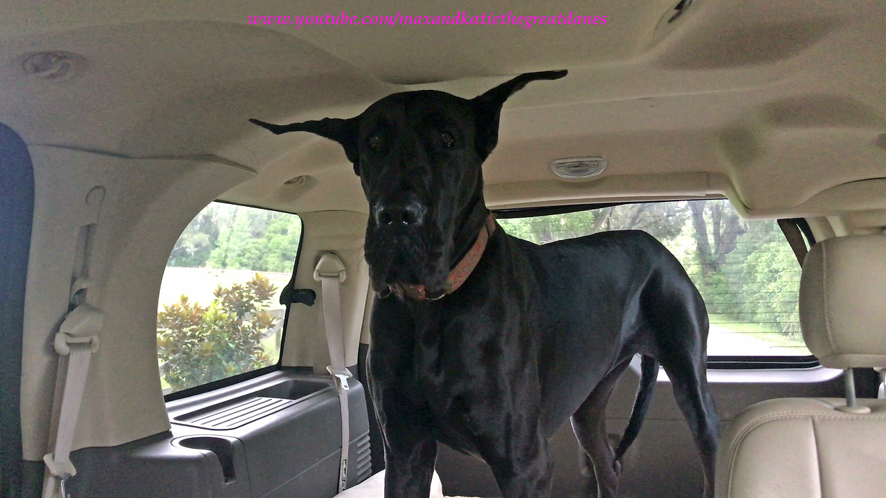 Great Dane with Happy Ears Loves a Car Ride