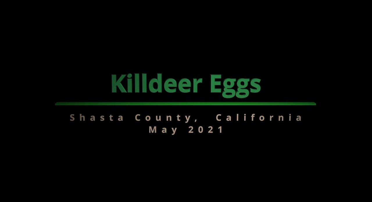 Lucky Find - Killdeer Eggs