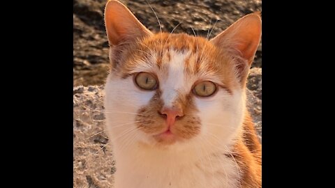 Peaceful cats, Good cats, So cute on the sea