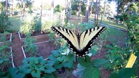 Lovely butterfly enjoying the blackberry blooms