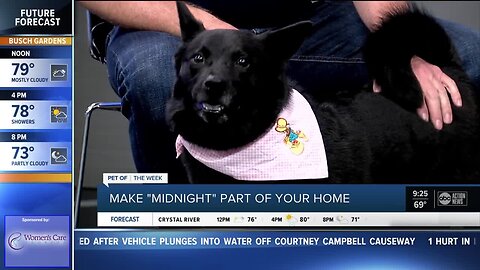 Pet of the week: Midnight is a delightful girl with a beautiful smile