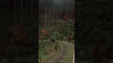 Forest Of The Gods tiktok lightof darkness