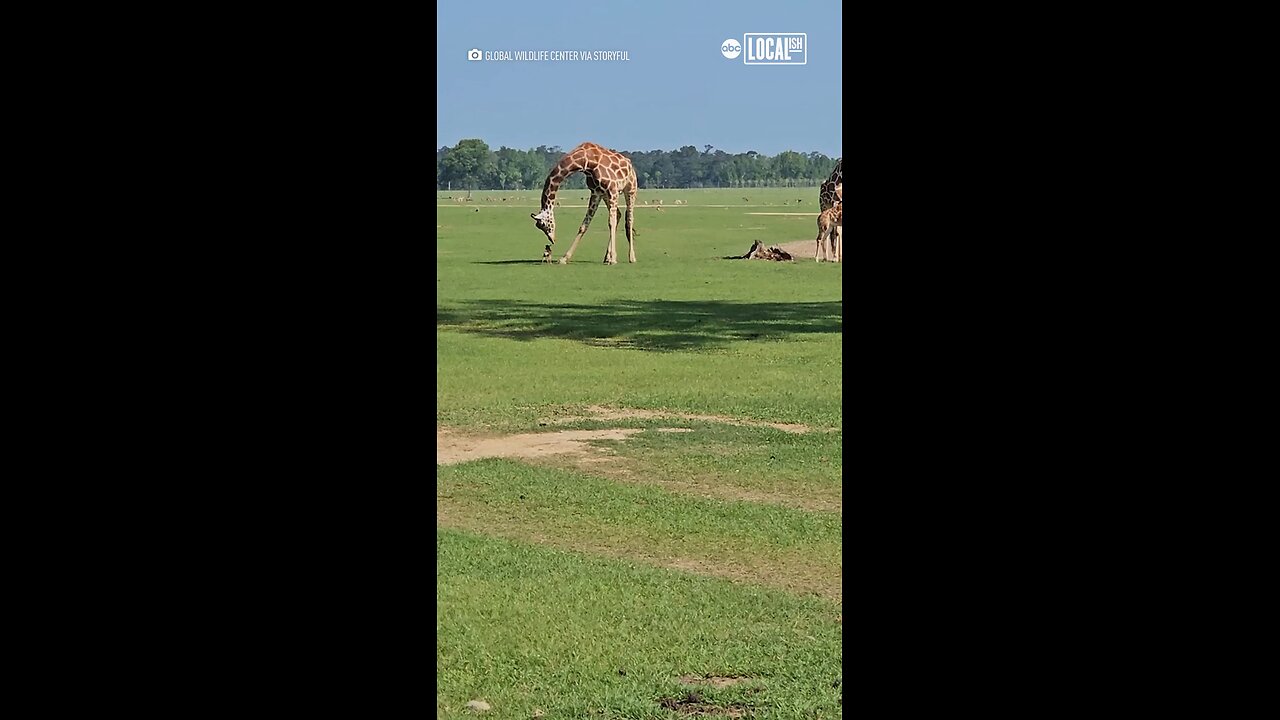 Giraffe intrigued by tiny fawn