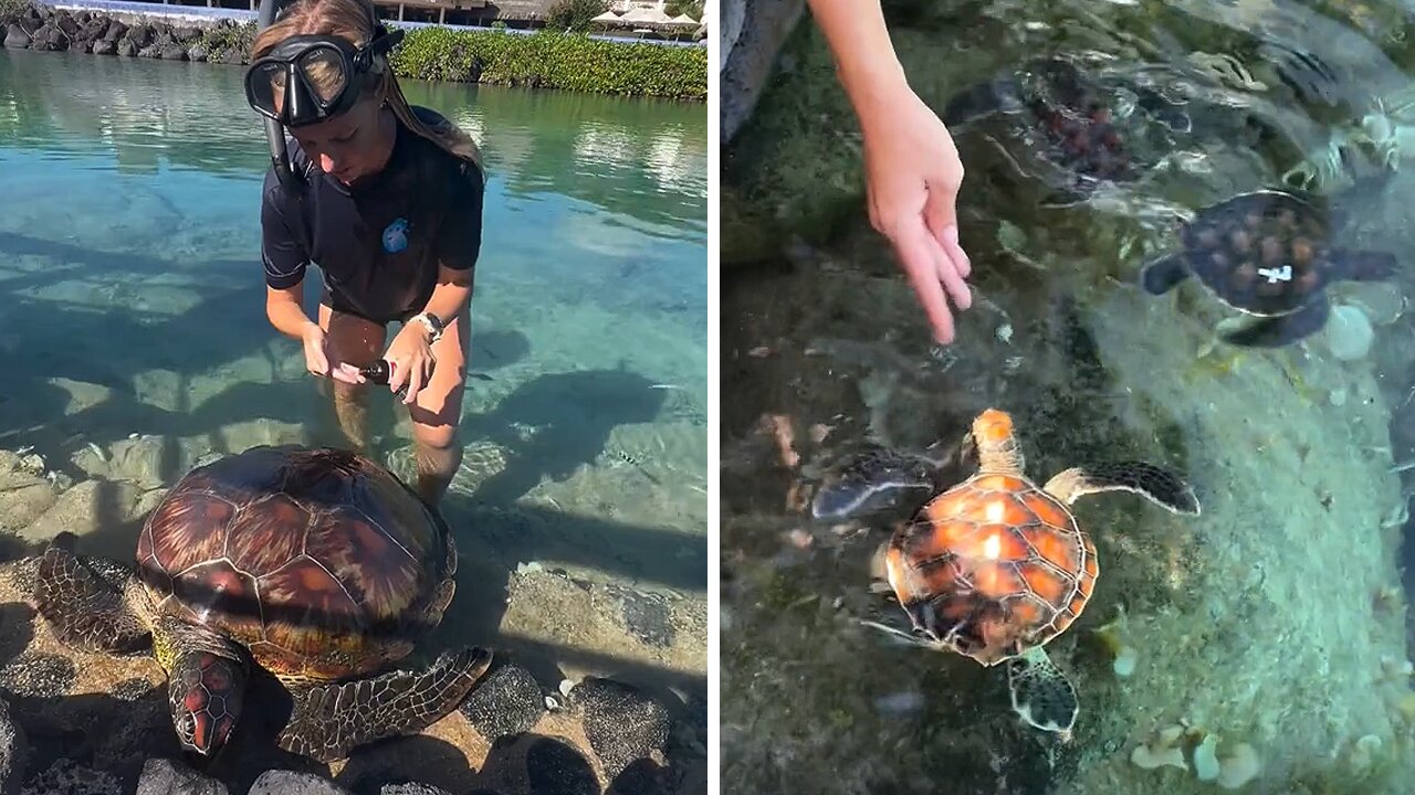 Incredible girl shares her heartwarming volunteer story at a Sea Turtle Rehab Center