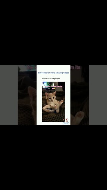 Kitten's tail has Super Powers