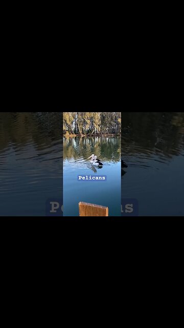 Pair of pelicans in the river at our back yard.