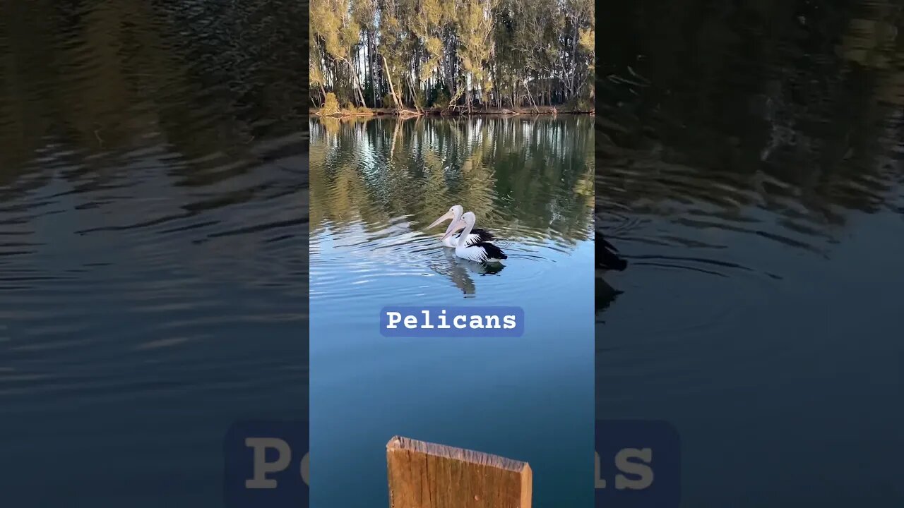 Pair of pelicans in the river at our back yard.