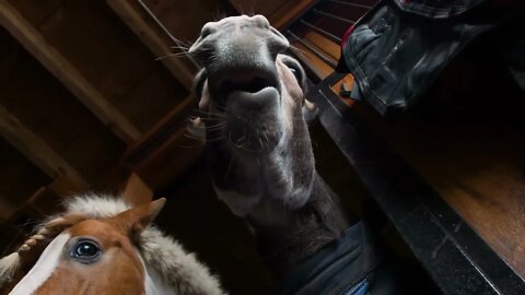 Cute Portrait of Small donkey & Pony living together in stall in a equine farm9