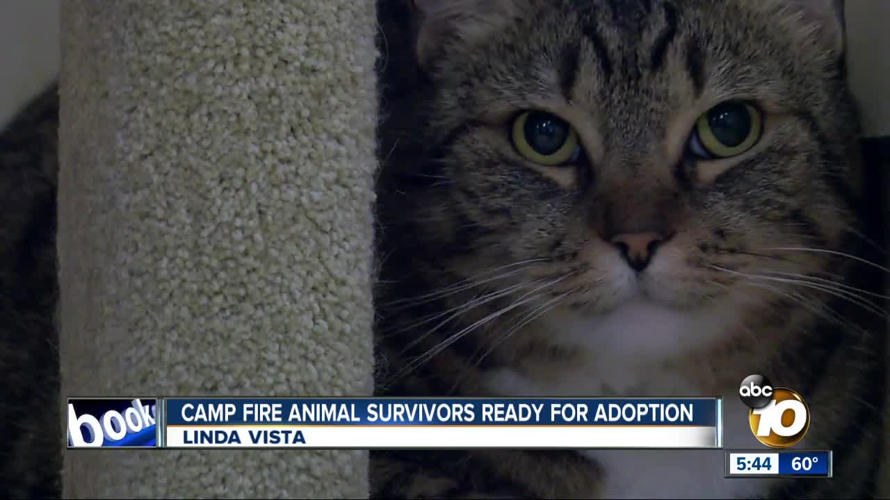 Pets displaced by Camp Fire available for adoption in San Diego