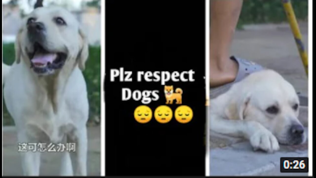 DOG SAVE BLIND MAN LIFE 😚😚😗 #SHOTS #DOGSAVE #YOUTUBESHOTS