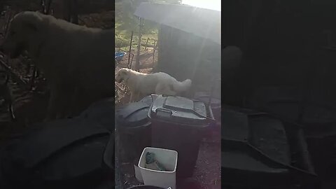 Farm cam. Maremma pup