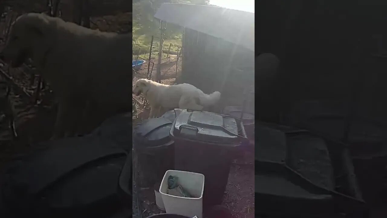 Farm cam. Maremma pup